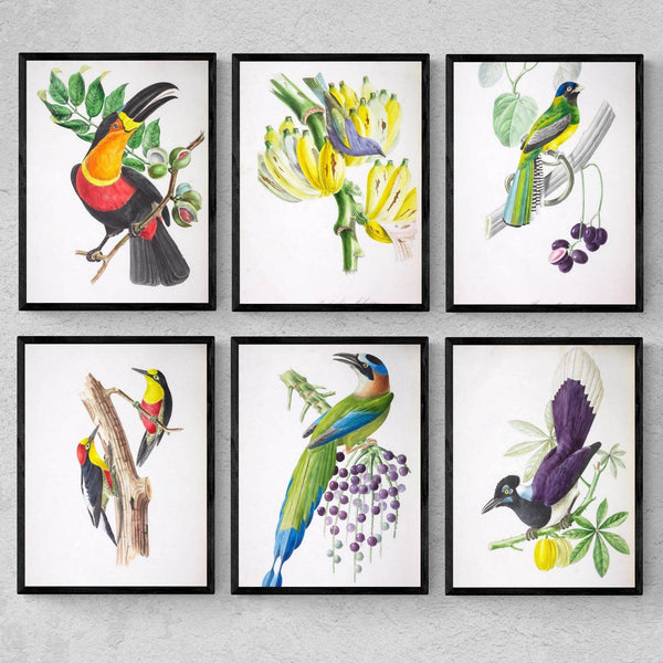 Birds of Brazil - NOMADEN ART GALLERY