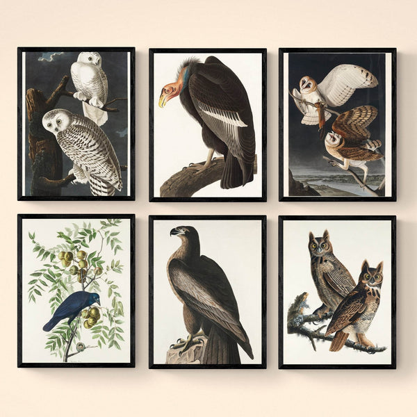 The Birds of America (1827) - NOMADEN ART GALLERY