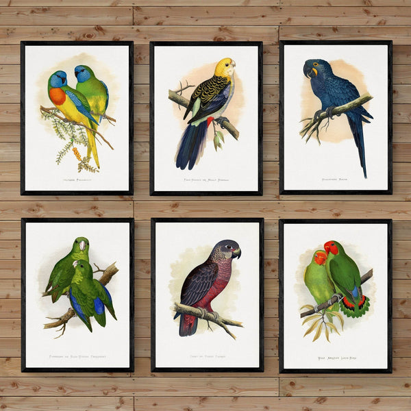 Parrots in Captivity - NOMADEN ART GALLERY