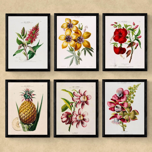 Flore d'Amérique - NOMADEN ART GALLERY