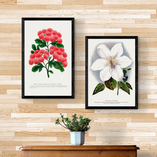 Botanical Specimen Plates