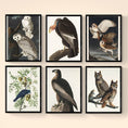 The Birds of America (1827) - NOMADEN ART GALLERY