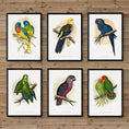 Parrots in Captivity - NOMADEN ART GALLERY