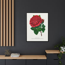 Red rose, American Beauty lithograph. Digitally enhanced from our own original 1900 edition plates of Botanical Specimen published by Rochester Lithographing