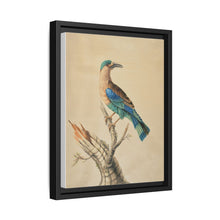 Coracias Benghalensis by Sarah Stone - NOMADEN ART GALLERY