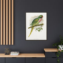 Javan Parrakeet (Psittacula alexandri) colored wood-engraved plate by Alexander Francis Lydon.