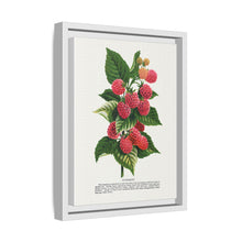 Cuthbert raspberry lithograph. Digitally enhanced from our own original 1900 edition plates of Botanical Specimen published by Rochester Lithographing