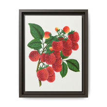 Shaffer's Colossal Raspberry Lithograph (1900) - NOMADEN ART GALLERY