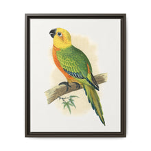 Jendaya Conure (Aratinga jandaya) colored wood-engraved plate by Alexander Francis Lydon. - NOMADEN ART GALLERY