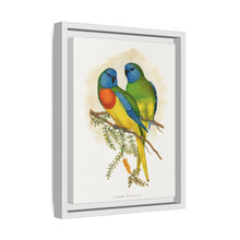 Prachtsittich (Neophema splendida) farbige Holzstichplatte von Alexander Francis Lydon