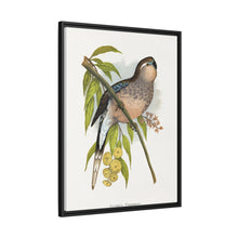 Bourke's Parrakeet (Neopsephotus bourkii) colored wood-engraved plate by Alexander Francis Lydon.