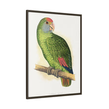 Dufresne's Amazon (Amazona dufresniana) colored wood-engraved plate by Alexander Francis Lydon