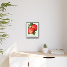 Duchess of Oldenburg apples lithograph from Botanical Specimen published by Rochester Lithographing