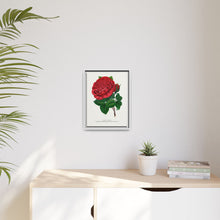 Red rose, American Beauty lithograph. Digitally enhanced from our own original 1900 edition plates of Botanical Specimen published by Rochester Lithographing