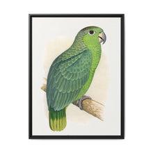 Mealy Amazon (Amazona farinosa) colored wood-engraved plate by Alexander Francis Lydon - NOMADEN ART GALLERY