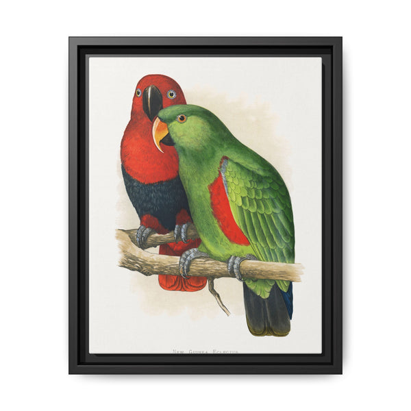 New Guinea Ecletus (Eclectus roratus polychloros) colored wood-engraved plate by Alexander Francis Lydon. - NOMADEN ART GALLERY