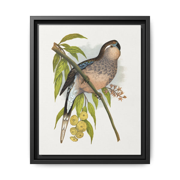 Bourke's Parrakeet (Neopsephotus bourkii) colored wood-engraved plate by Alexander Francis Lydon. - NOMADEN ART GALLERY