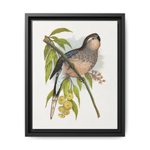 Bourke's Parrakeet (Neopsephotus bourkii) colored wood-engraved plate by Alexander Francis Lydon. - NOMADEN ART GALLERY