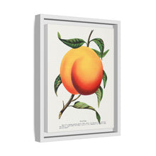 Foster peach lithograph. Digitally enhanced from our own original 1900 edition plates of Botanical Specimen published by Rochester Lithographing