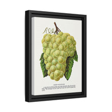 Green Mountain grape lithograph. Digitally enhanced from our own original 1900 edition plates of Botanical Specimen published by Rochester Lithographing - NOMADEN ART GALLERY