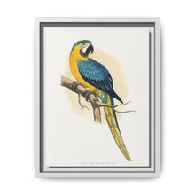 Blue and Yellow Macaw (Ara ararauna) colored wood-engraved plate by Alexander Francis Lydon - NOMADEN ART GALLERY