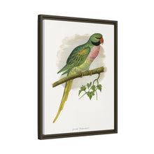 Javan Parrakeet (Psittacula alexandri) colored wood-engraved plate by Alexander Francis Lydon.