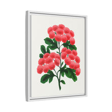 Paul's New Double Flowering Thorn lithograph. Digitally enhanced from our own original 1900 edition plates of Botanical Specimen published by Rochester Lithographing