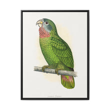 Jamaica Parrot (Amazona collaria) colored wood-engraved plate by Alexander Francis Lydon - NOMADEN ART GALLERY