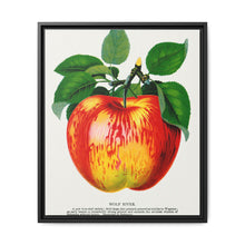 Wolf River apple lithograph. Digitally enhanced from our own original 1900 edition plates of Botanical Specimen published by Rochester Lithographing - NOMADEN ART GALLERY