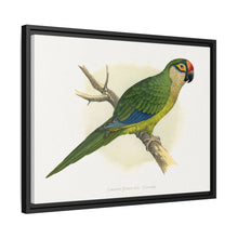 Golden-Crowned Conure (Aratinga auricapillus) colored wood-engraved plate by Alexander Francis Lydon