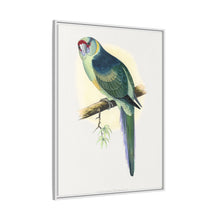 Barnard's Parrakeet (Barnardius barnardi) colored wood-engraved plate by Alexander Francis Lydon
