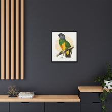Senegal Parrot (Poicephalus senegalus) colored wood-engraved plate by Alexander Francis Lydon.