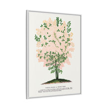 Purple Fringe tree lithograph. Digitally enhanced from our own original 1900 edition plates of Botanical Specimen published by Rochester Lithographing