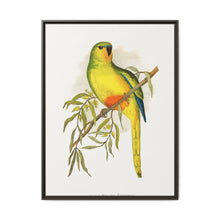 Orange-Bellied Parrakeet (Neophema chrysogaster) colored wood-engraved plate by Alexander Francis Lydon. - NOMADEN ART GALLERY