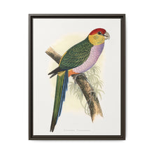 Pileated Parrakeet (Pionopsitta pileata) colored wood-engraved plate by Alexander Francis Lydon. - NOMADEN ART GALLERY