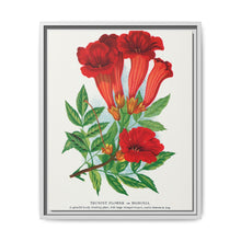 Trumpet flower lithograph. Digitally enhanced from our own original 1900 edition plates of Botanical Specimen published by Rochester Lithographing - NOMADEN ART GALLERY
