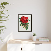 Red rose, Alfred Colomb lithograph. Digitally enhanced from our own original 1900 edition plates of Botanical Specimen published by Rochester Lithographing