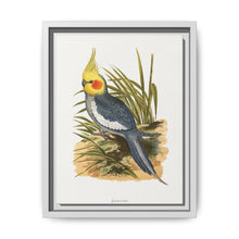 Cockatiel (Nymphicus hollandicus) colored wood-engraved plate by Alexander Francis Lydon - NOMADEN ART GALLERY