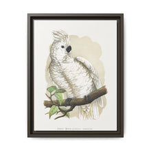 Great White-Crested Cockatoo (Cacatua alba) colored wood-engraved plate by Alexander Francis Lydon - NOMADEN ART GALLERY