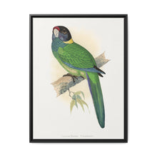 Yellow-Naped Parrakeet (Platycercus Baueri) colored wood-engraved plate by Alexander Francis Lydon. - NOMADEN ART GALLERY