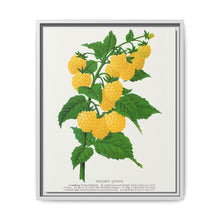 Golden queen raspberry lithograph. Digitally enhanced from our own original 1900 edition plates of Botanical Specimen published by Rochester Lithographing - NOMADEN ART GALLERY