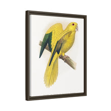Golden or Queen Bavaria's Parrot (Guaruba guarouba) colored wood-engraved plate by Alexander Francis Lydon.