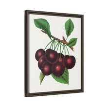 Black Tartarian cherry lithograph. Digitally enhanced from our own original 1900 edition plates of Botanical Specimen published by Rochester Lithographing