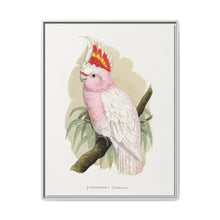 Leadbeater's Cockatoo (Lophochroa leadbeateri) colored wood-engraved plate by Alexander Francis Lydon - NOMADEN ART GALLERY
