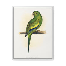 Canary-Winged Conure ( Brotogeris versicolurus) colored wood-engraved plate by Alexander Francis Lydon - NOMADEN ART GALLERY