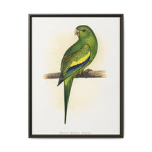 Canary-Winged Conure ( Brotogeris versicolurus) colored wood-engraved plate by Alexander Francis Lydon - NOMADEN ART GALLERY