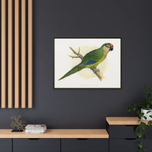 Golden-Crowned Conure (Aratinga auricapillus) colored wood-engraved plate by Alexander Francis Lydon