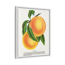 Champion plum lithograph from Botanical Specimen published by Rochester Lithographing