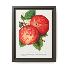 Duchess of Oldenburg apples lithograph from Botanical Specimen published by Rochester Lithographing - NOMADEN ART GALLERY