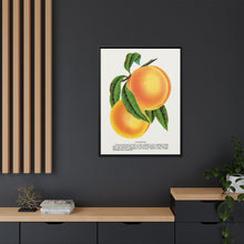 Champion plum lithograph from Botanical Specimen published by Rochester Lithographing